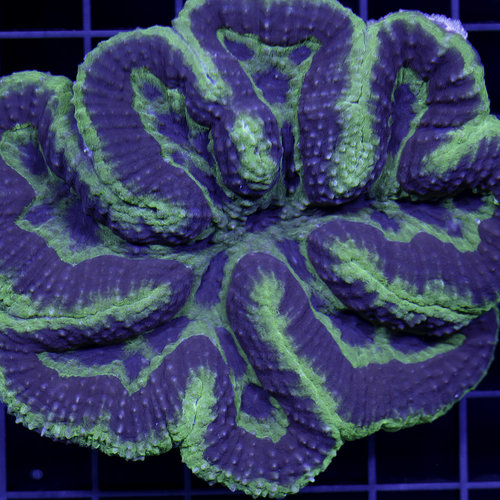 *CORAL WYSIWYG* Amethyst & Sage Symphyllia WYSIWYG *CORAL WYSIWYG* Amethyst & Sage Symphyllia WYSIWYG