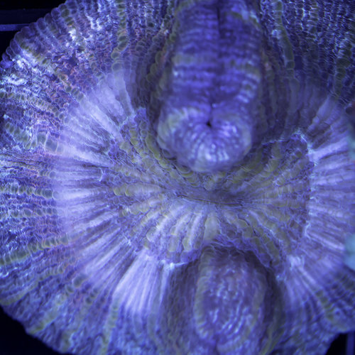 *CORAL WYSIWYG* Angel Trachyphyllia Open Brain WYSIWYG *CORAL WYSIWYG* Angel Trachyphyllia Open Brain WYSIWYG