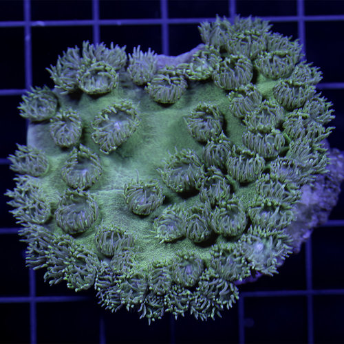 *CORAL WYSIWYG* Crocodile Pagoda Cup Coral WYSIWYG *CORAL WYSIWYG* Crocodile Pagoda Cup Coral WYSIWYG