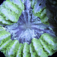 Fern Doughnut WYSIWYG