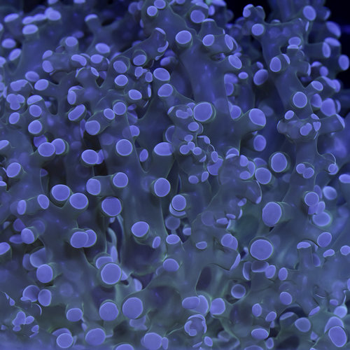 *CORAL WYSIWYG* Green Octospawn L WYSIWYG *CORAL WYSIWYG* Green Octospawn L WYSIWYG