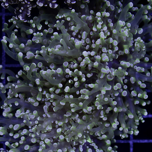 *CORAL* Orange Tip Frogspawn M *CORAL* Orange Tip Frogspawn M