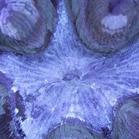■Pearl Trachyphyllia Open Brain WYSIWYG