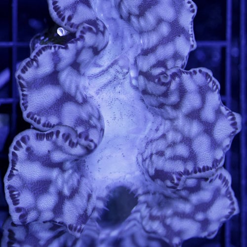 Maxima Clam 3" Blue