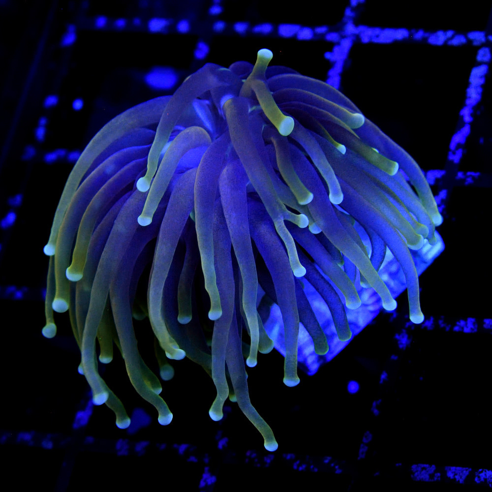 Dragon Soul Torch S Bayside Corals