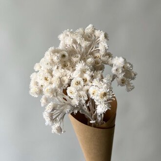 LE GARDE-FLEURS BOUQUET DE HELICHRYSUM