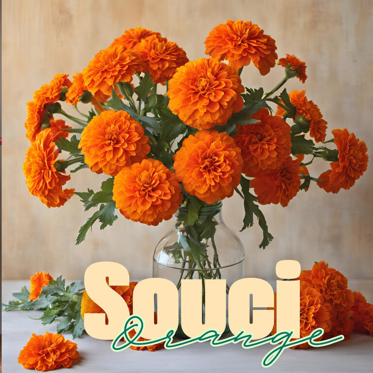 LES PARSEMÉES BOUQUET 70 JOURS (4 VARIÉTÉS)