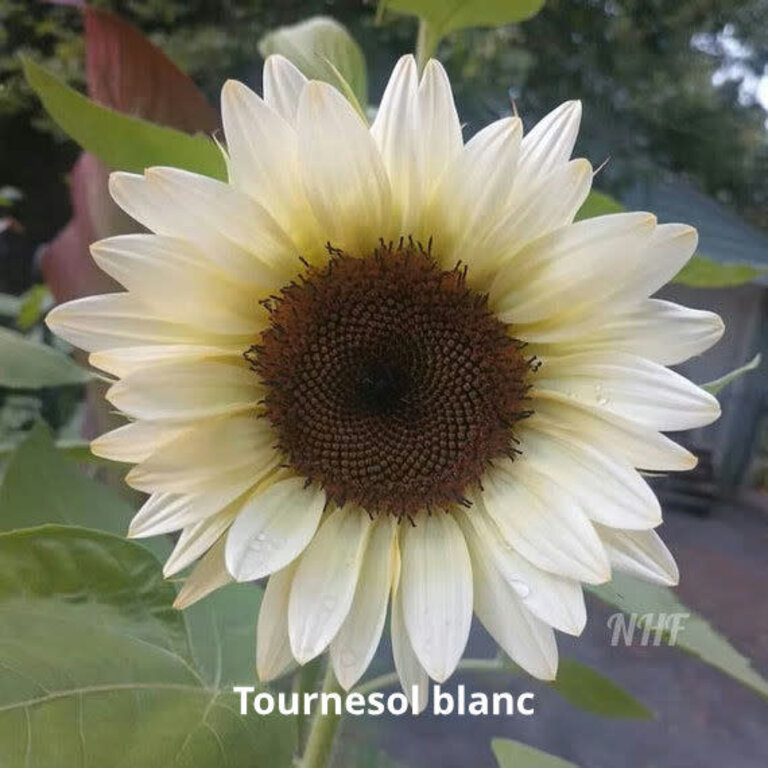 LES PARSEMÉES BOUQUET 60 JOURS (4 VARIÉTÉS)