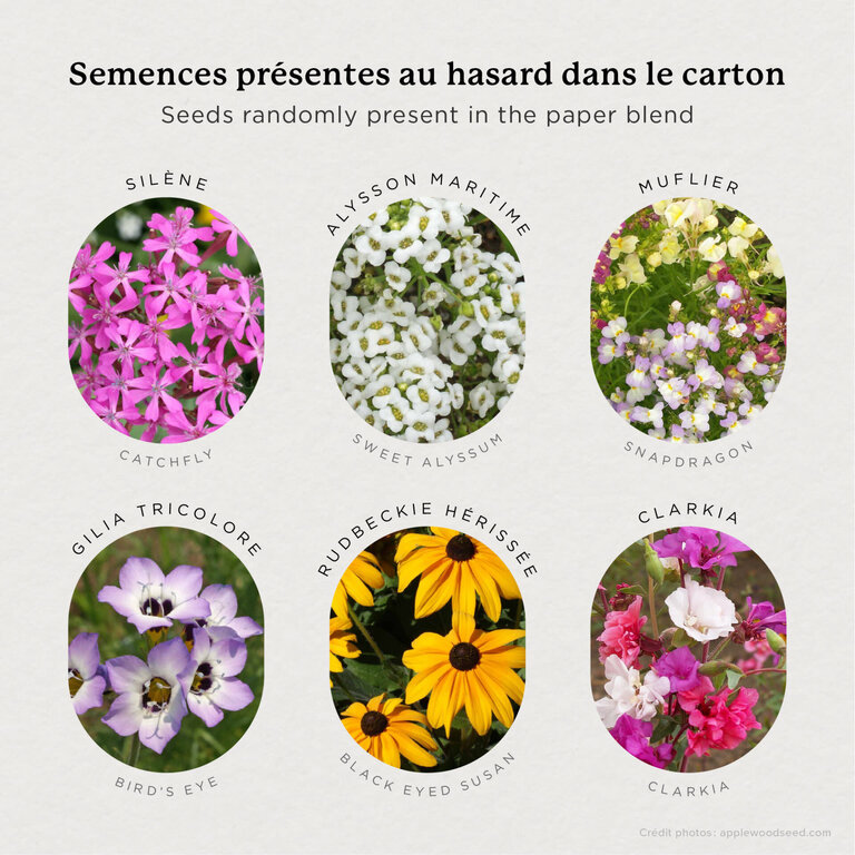 MIMOSA DESIGN CARTE DE SOUHAITS À PLANTER - ROSE APOTHECARY