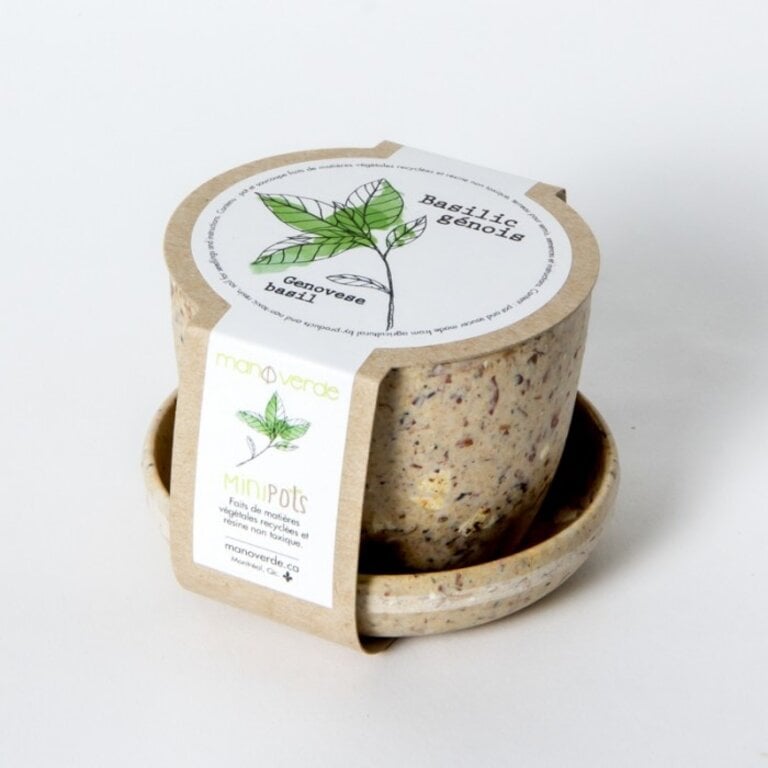 MANO VERDE  MINIPOTS DE SEMENCES - BASILIC GÉNOIS