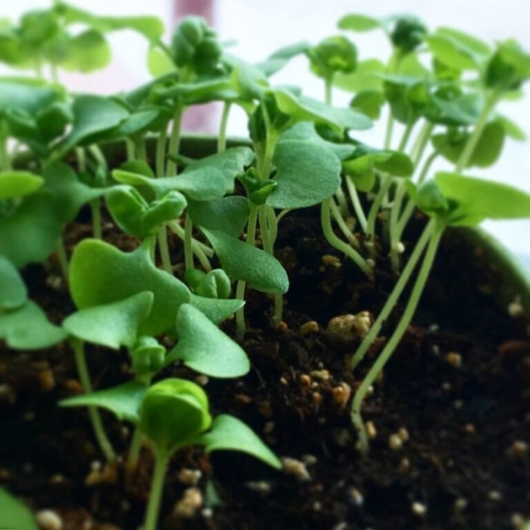 MANO VERDE  MINIPOTS DE SEMENCES - BASILIC GÉNOIS