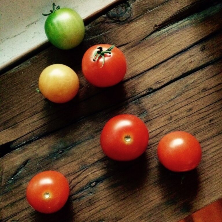 MANO VERDE MINIPOTS DE SEMENCES - TOMATES CERISES