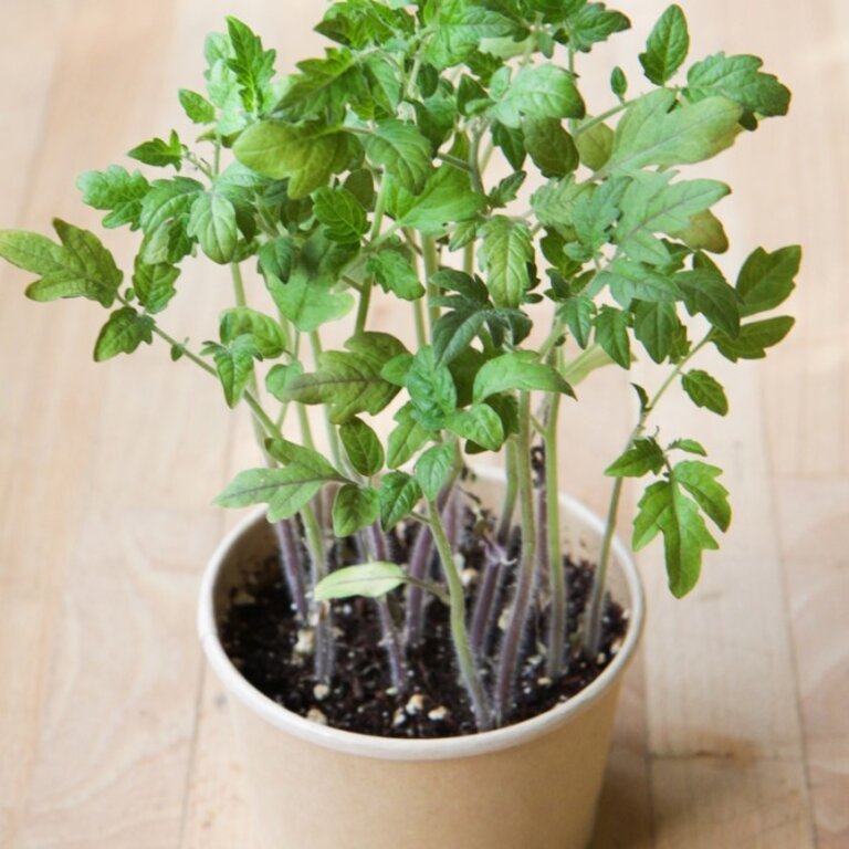 MANO VERDE MINIPOTS DE SEMENCES - TOMATES CERISES