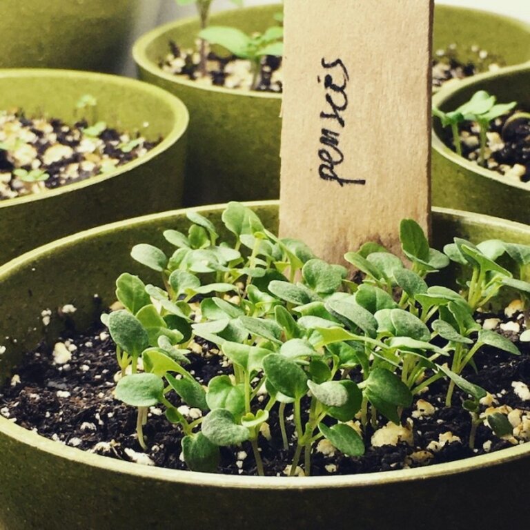 MANO VERDE MINIPOTS DE SEMENCES - PENSÉE COMESTIBLE