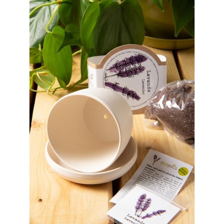 MANO VERDE MINIPOTS DE SEMENCES - MERCI PROFESSEUR/LAVANDE