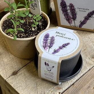 MANO VERDE MINIPOTS DE SEMENCES - MERCI PROFESSEUR/LAVANDE