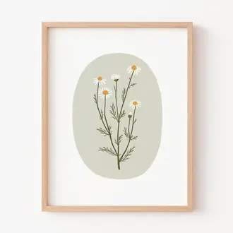 PAPIER FLEURI CO. AFFICHE 8 X 10 - CAMOMILLE SAUVAGE