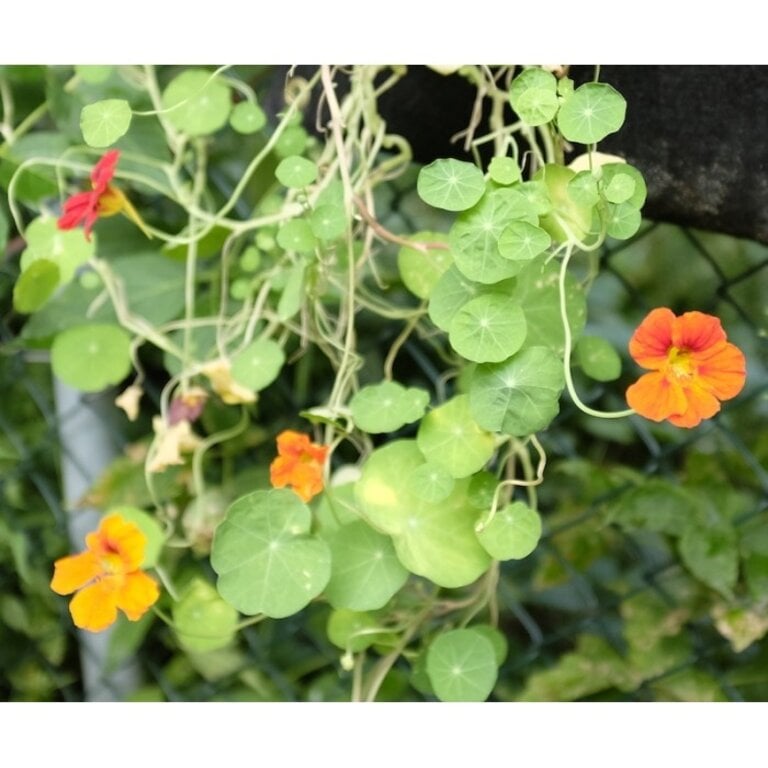 MANO VERDE MINIPOTS DE SEMENCES - MÉLANGE DE CAPUCINES