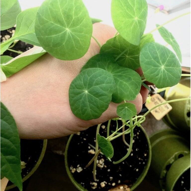 MANO VERDE MINIPOTS DE SEMENCES - MÉLANGE DE CAPUCINES