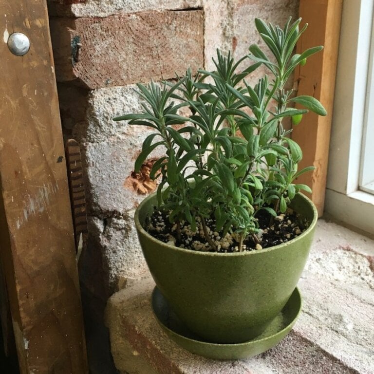 MANO VERDE MINIPOTS DE SEMENCES - LAVANDE