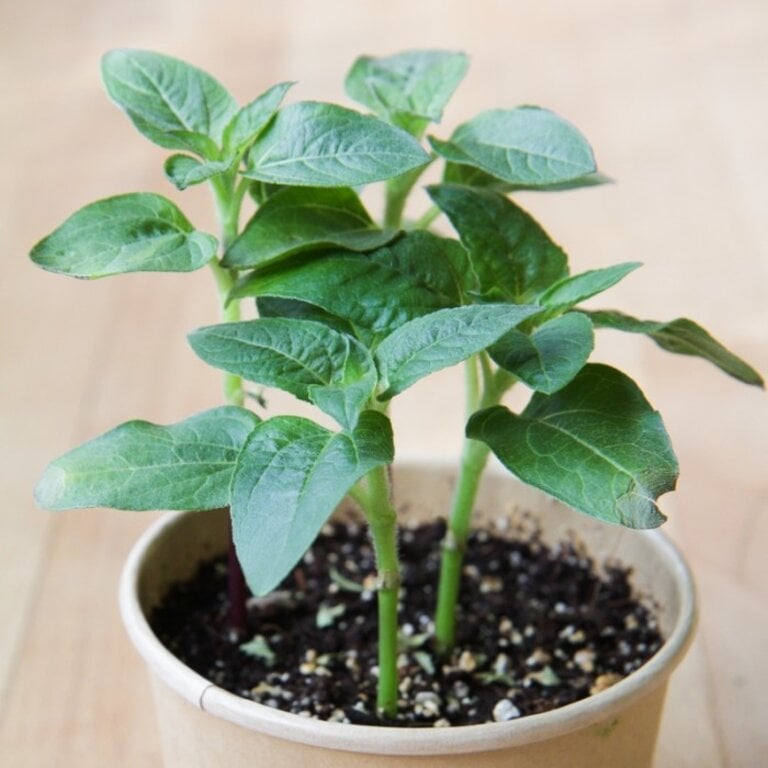 MANO VERDE MINIPOTS DE SEMENCES - TOURNESOL NAIN