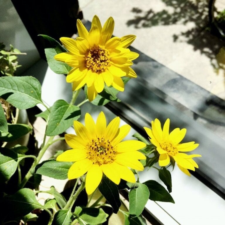 MANO VERDE MINIPOTS DE SEMENCES - TOURNESOL NAIN