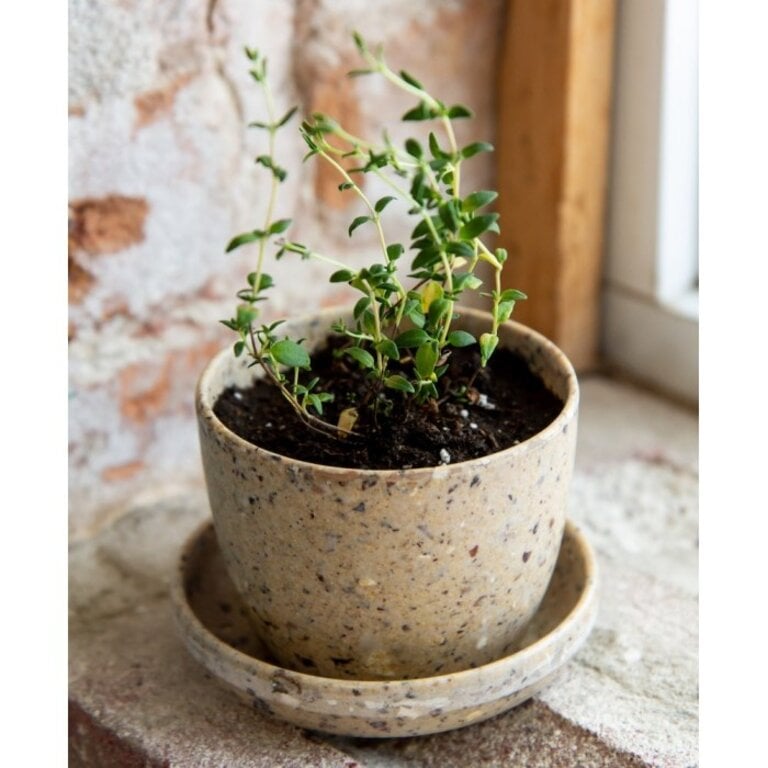 MANO VERDE MINIPOTS DE SEMENCES - THYM