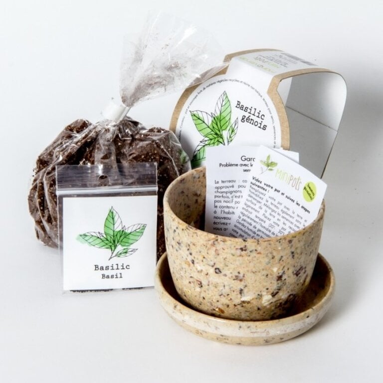 MANO VERDE MINIPOTS DE SEMENCES - MENTHE
