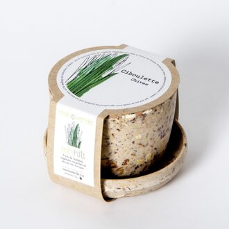 MANO VERDE MINIPOTS DE SEMENCES - CIBOULETTE