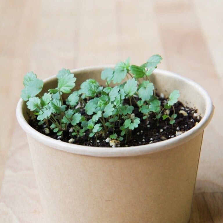 MANO VERDE MINIPOTS DE SEMENCES - FRAISE ALPINE