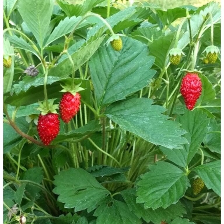 MANO VERDE MINIPOTS DE SEMENCES - FRAISE ALPINE