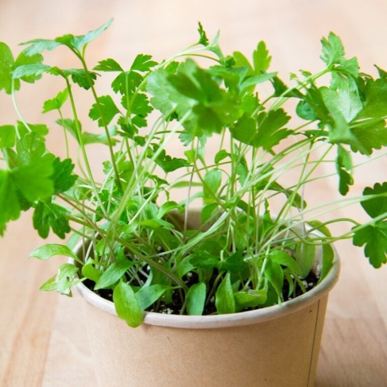 MANO VERDE MINIPOTS DE SEMENCES - PERSIL PLAT