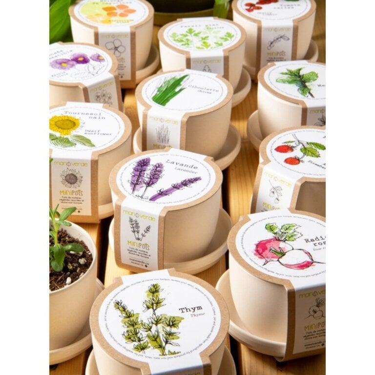 MANO VERDE MINIPOTS DE SEMENCES - PERSIL PLAT