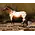 Breyer Breyer - The Ideal Series | Pony of the Americas (Retired)