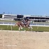 Breyer Breyer - Full Moon Rising | Thoroughbred