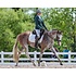 Breyer Breyer - Full Moon Rising | Thoroughbred