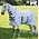 Shires Asker Fly Sheet White/Lime