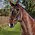 Collegiate Comfitec Vogue Anatomical Bridle