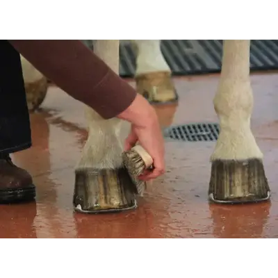 HorseHaus HorseHaus Hoof Brush | Heavy Duty XL
