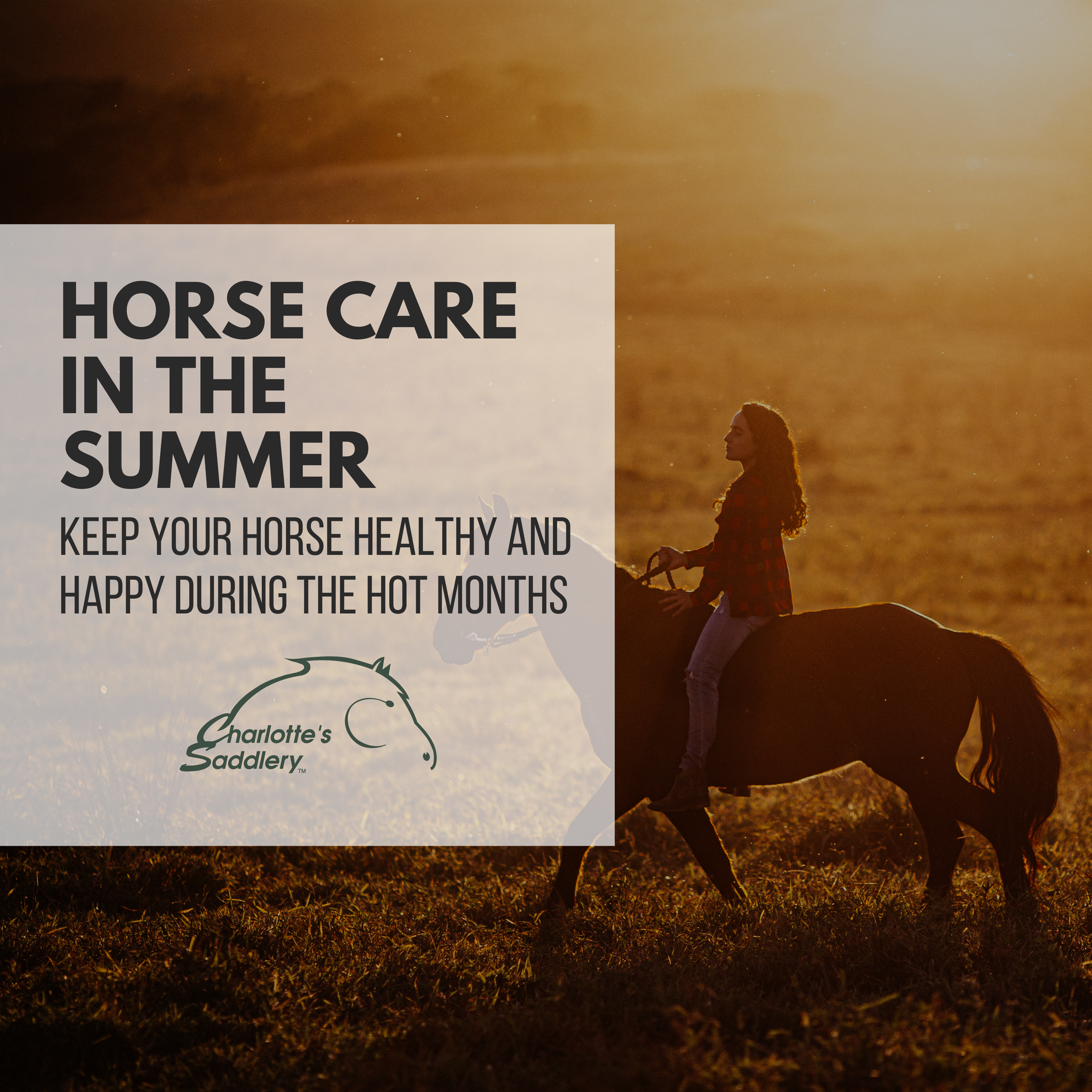 Horse Care in the Summer