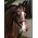 LeMieux LeMieux Stitched Hunter Bridle with Laced Reins