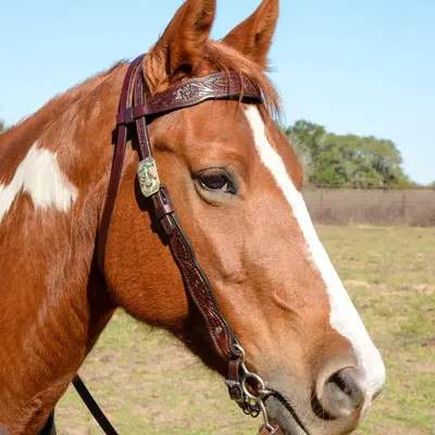Circle Y Circle Y Great Oak Shaped Brow Head Stall 5/8"