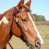 Circle Y Circle Y Great Oak Shaped Brow Head Stall 5/8"