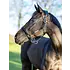 LeMieux LeMieux Rope Control Halter