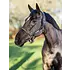 LeMieux LeMieux Rope Control Halter