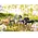 Breyer Breyer Poetry in Motion Gift Set