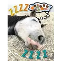 Horse Hollow Press Horse Greeting Birthday Card - ZZZZZZ!