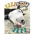 Horse Hollow Press Horse Greeting Birthday Card - ZZZZZZ!