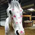 Horse Hollow Press Horse Greeting Birthday Card - Kisses