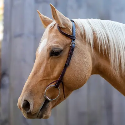 Velociti Velociti One Ear Headstall